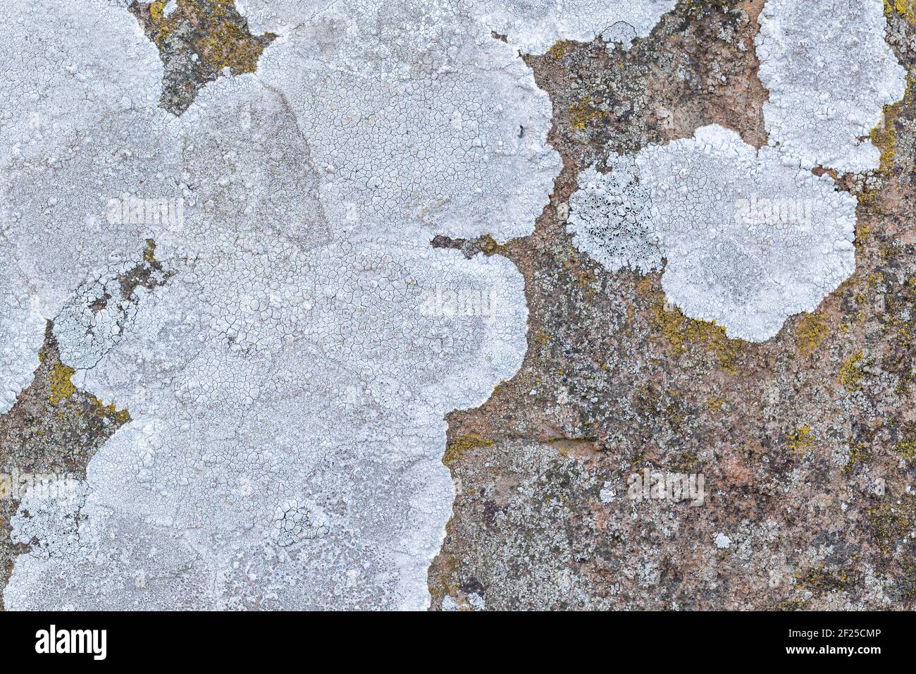 Lichen blanc o une pierre de roche Banque D'Images