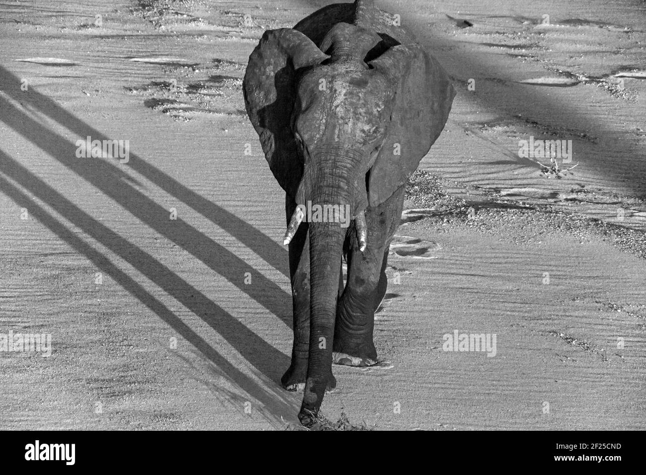 Éléphant d'Afrique Loxodonta africana 13514 BW Banque D'Images