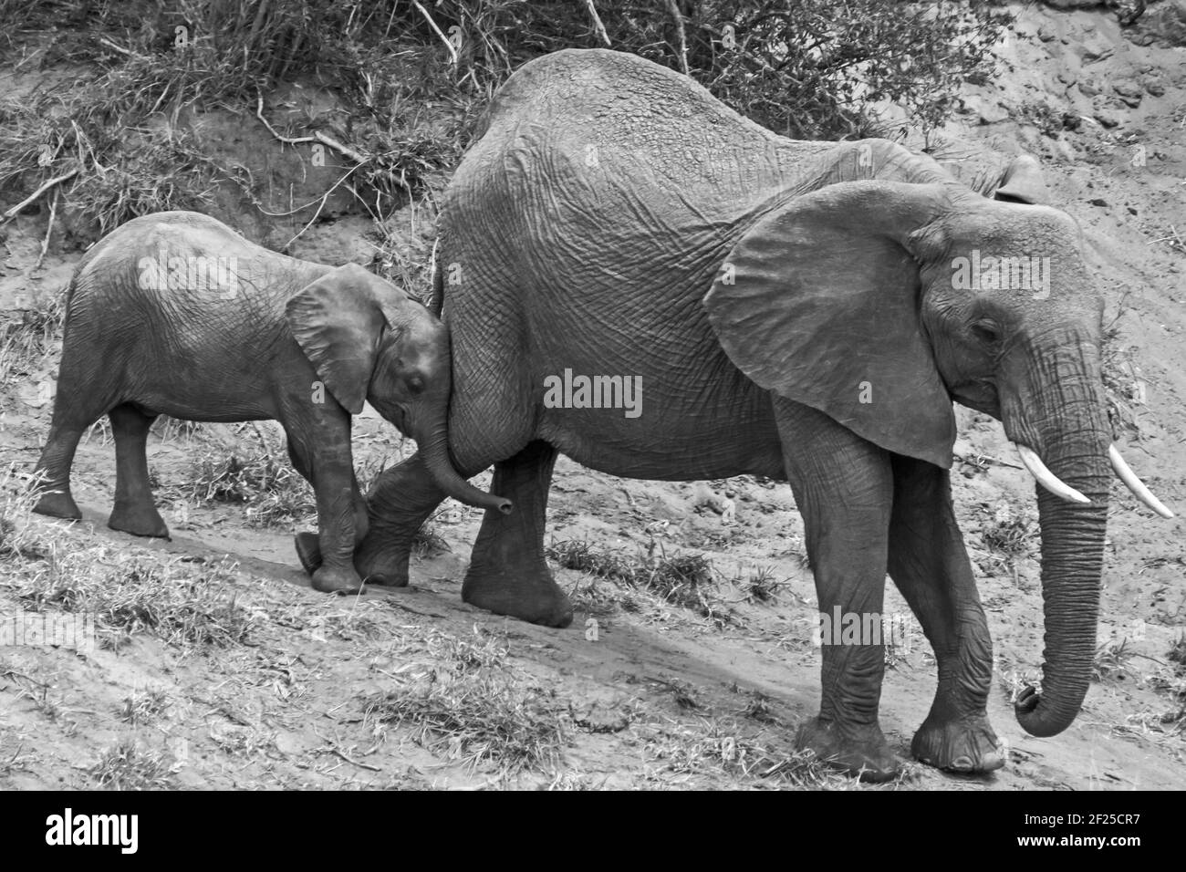 Éléphant d'Afrique Loxodonta africana avec jeune 13489 BW Banque D'Images