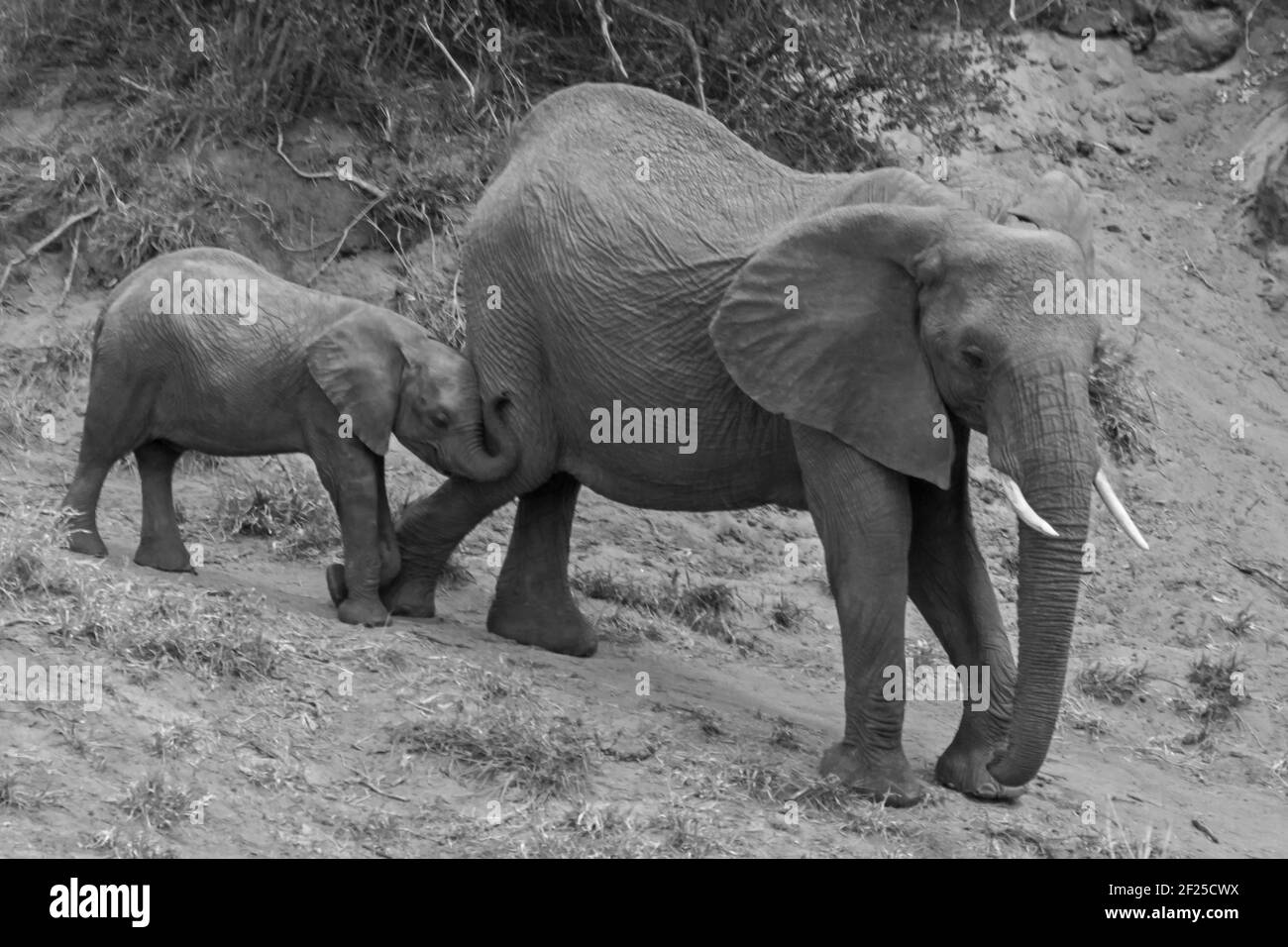 Éléphant d'Afrique Loxodonta africana avec jeune 13490 BW Banque D'Images
