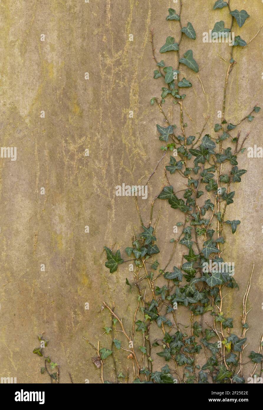 Ancienne pierre plate avec de l'ivy. Superposition de texture d'arrière-plan Banque D'Images