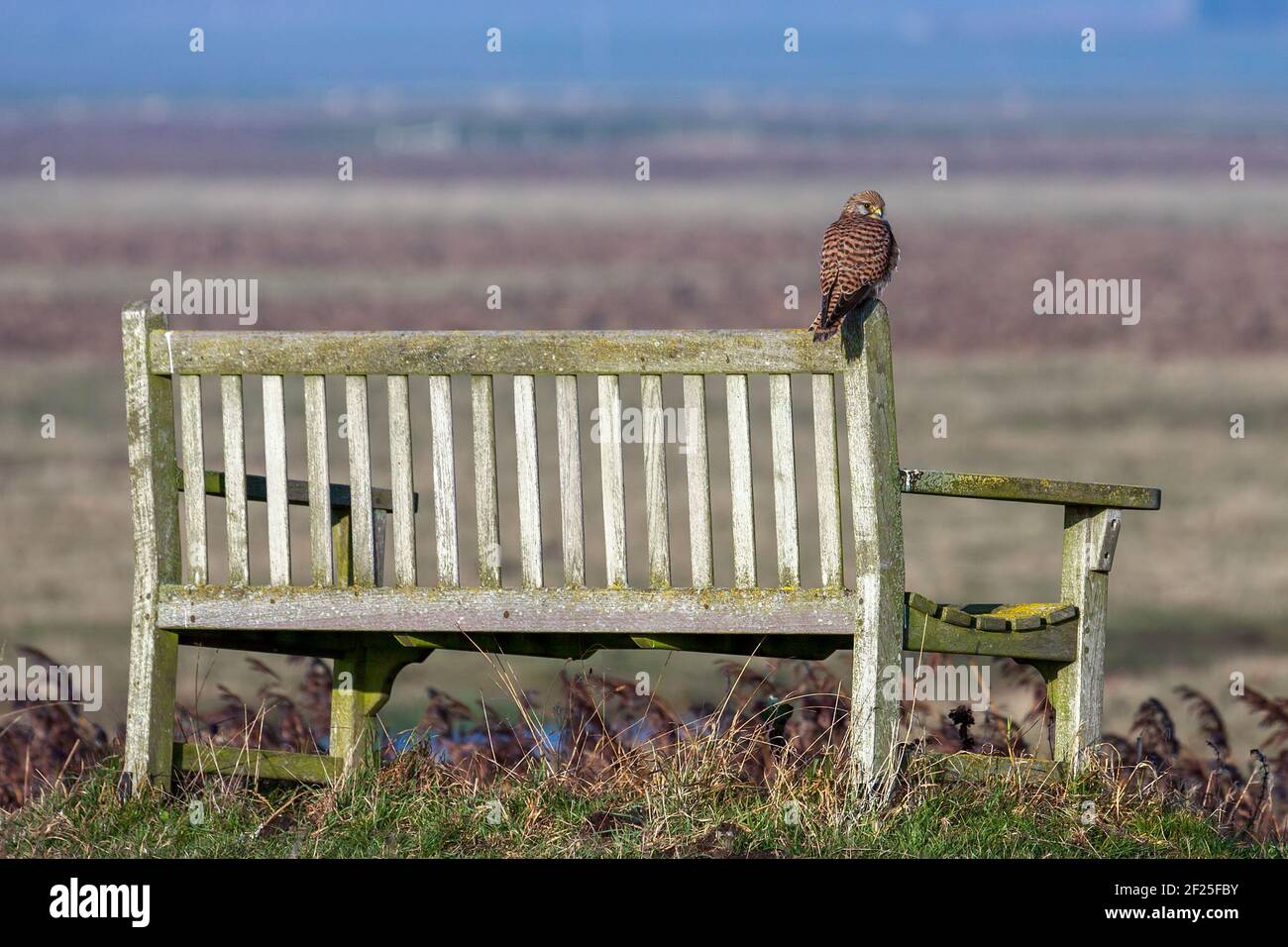 Kestrel assis sur un banc, profitant du soleil du soir Banque D'Images