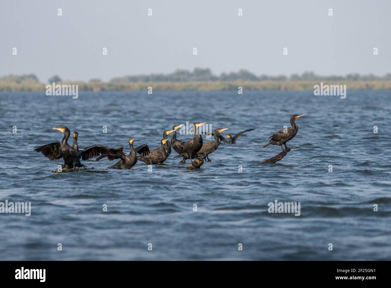 Grands Cormorans (Phalacrocorax carbo) dans le Delta du Danube Banque D'Images