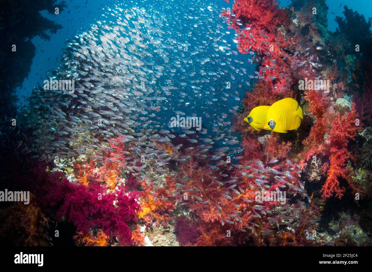 Paire de butterflyfish doré(Chaetodon semilarvatus) Sur le récif corallien avec des coraux mous (Dendronephthya sp) Et une école de Pygmy Sweepers Parapriacanthus Banque D'Images