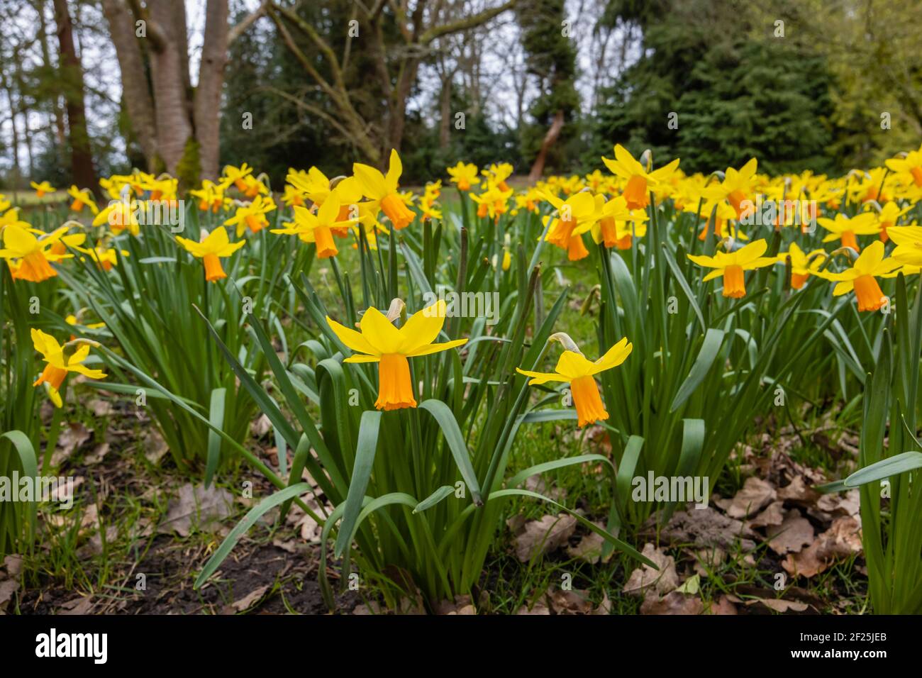 Joncisse 'Jetfire' jonquille jaune avec trompette orange à RHS Garden, Wisley, Surrey, dans le sud-est de l'Angleterre, de la fin de l'hiver au début du printemps Banque D'Images