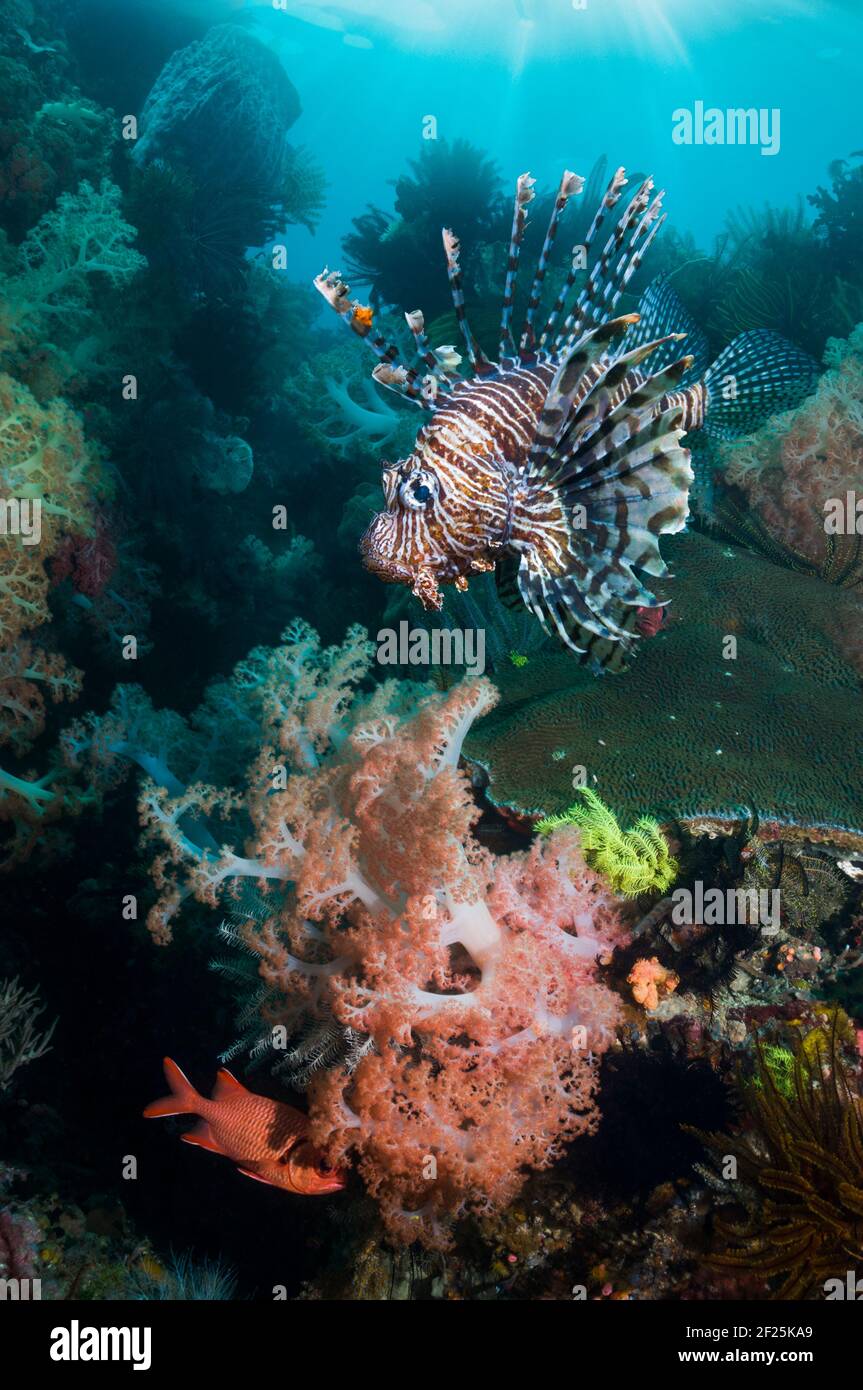 Décor de récif de corail avec un lionfish rouge (Pterois volitans), coraux doux. Banque D'Images