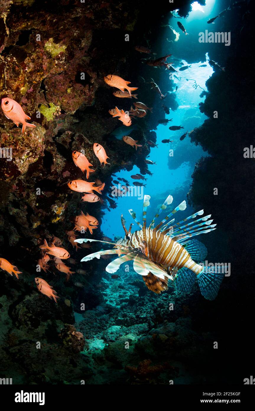 Lionfish rouge [Pterois volitans] et Soliterfish rouge [Myripristis bendti] sur le récif corallien. Égypte, Mer Rouge. Banque D'Images