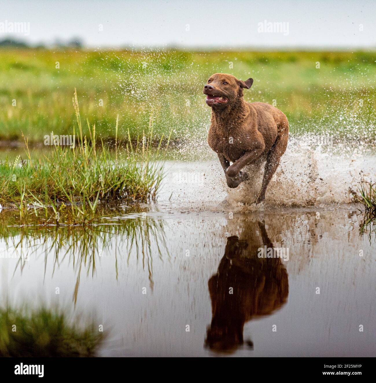 Un chien de Chesapeake Bay Retriever, un chien de travail populaire, qui coule dans l'eau et provoque des éclaboussures Banque D'Images