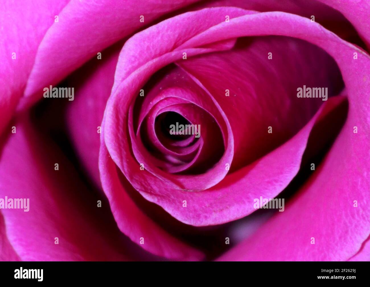 Belle image en gros plan d'une rose avec espace de copie pour ajouter un message d'amour. Banque D'Images