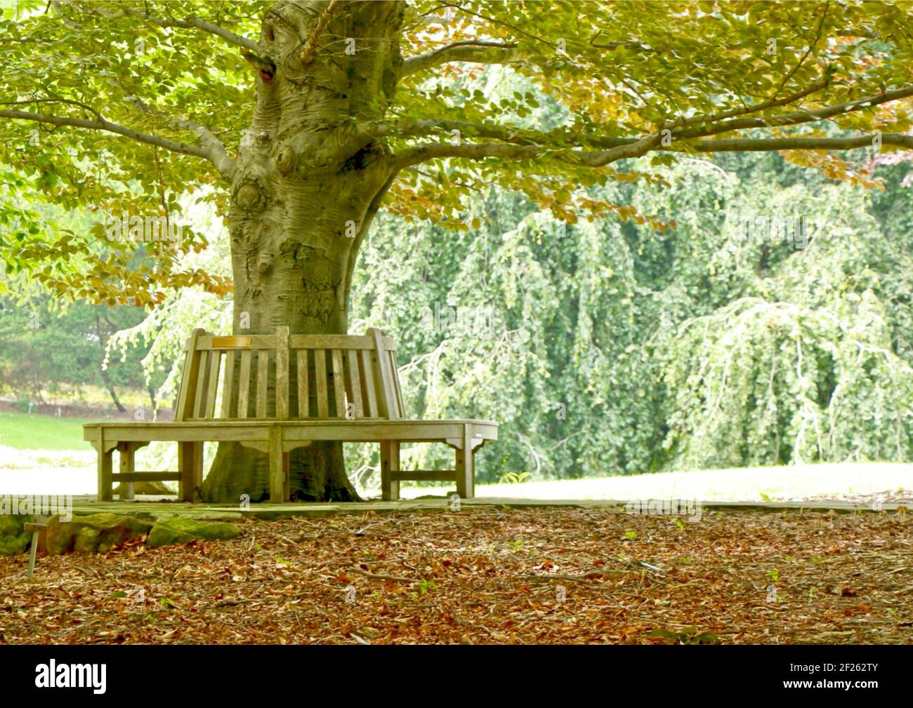 Siège d'arbre autour d'un arbre de hêtre. Banque D'Images