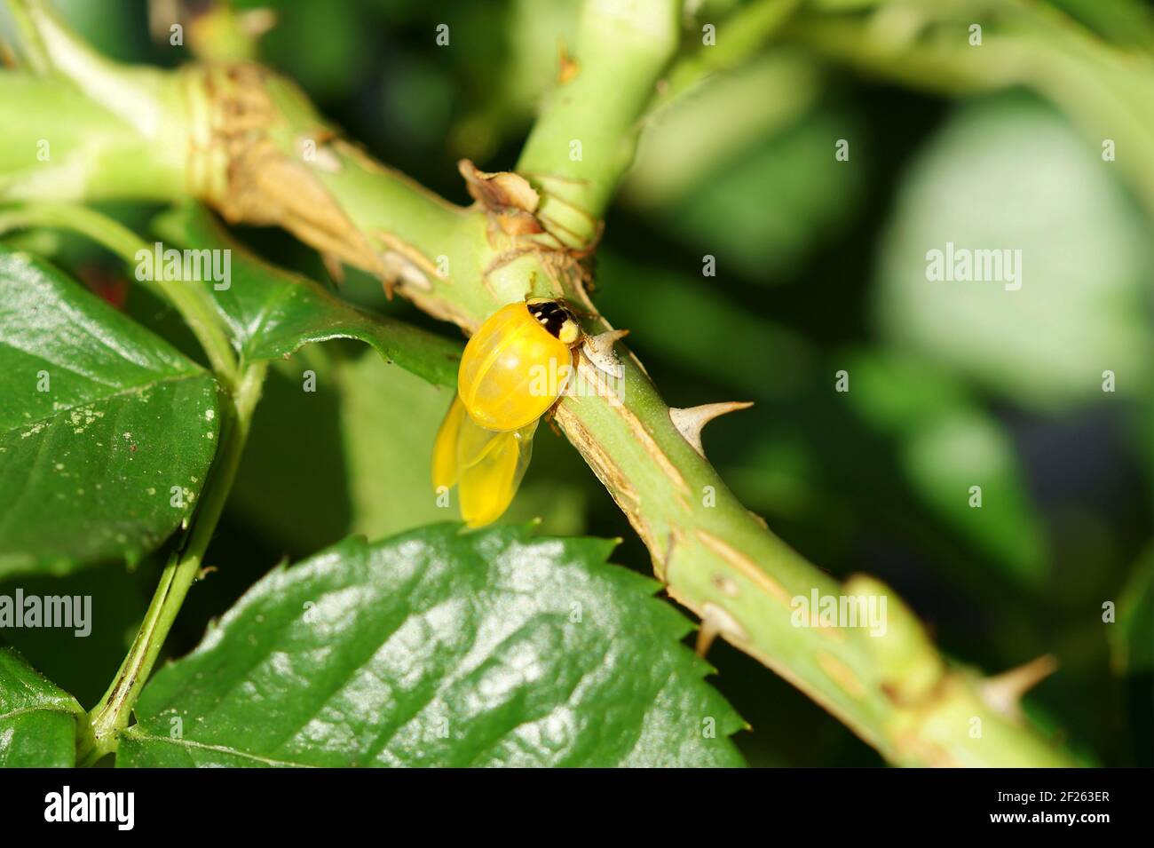 Coccinelle Larvae Banque D Image Et Photos Alamy