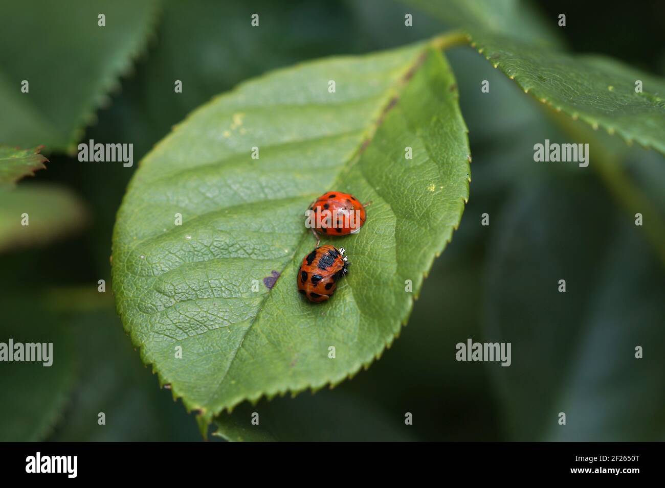 Coccinelle Larvae Banque D Image Et Photos Alamy