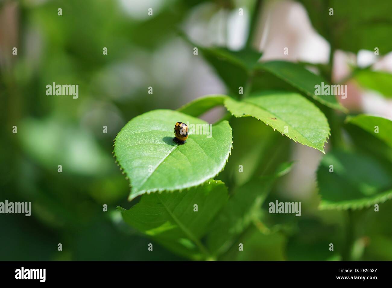 Coccinelle Larvae Banque D Image Et Photos Alamy