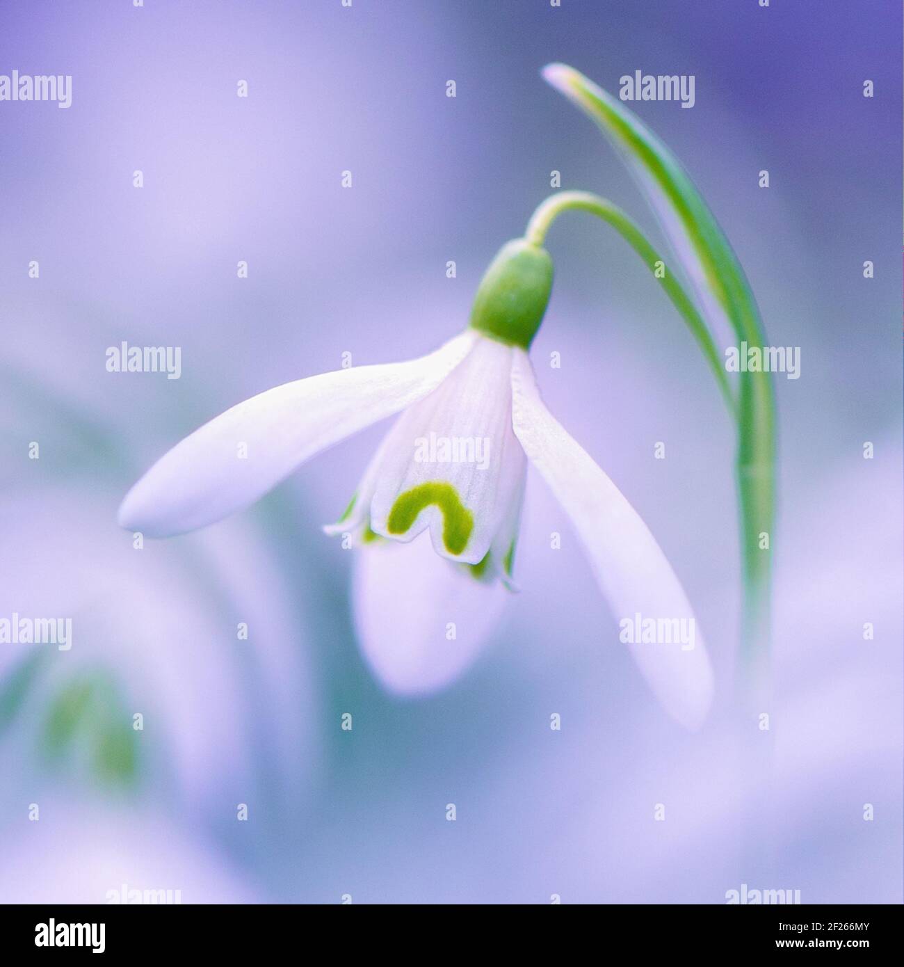 Superbe portrait en gros plan au format carré d'une seule goutte d'eau commune (galanthus nivalis) sur un arrière-plan frais de gouttes d'eau floues. Banque D'Images