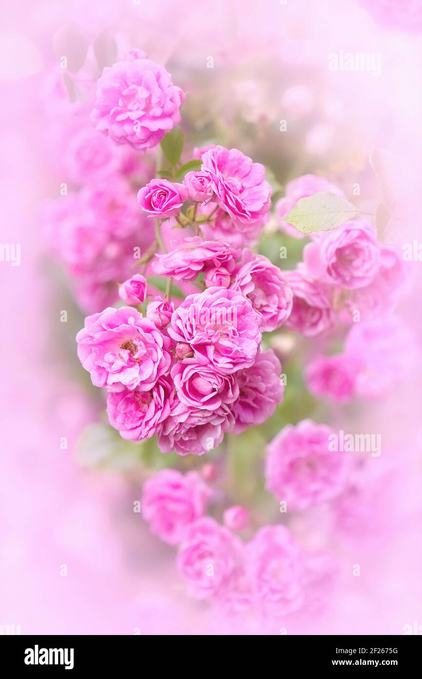 Un gros plan gracieux de Rosa 'Shuper Fairy', une rose en pleine croissance avec des grappes abondantes de rosette rose clair avec une vignette rose. Floraison répétée Banque D'Images