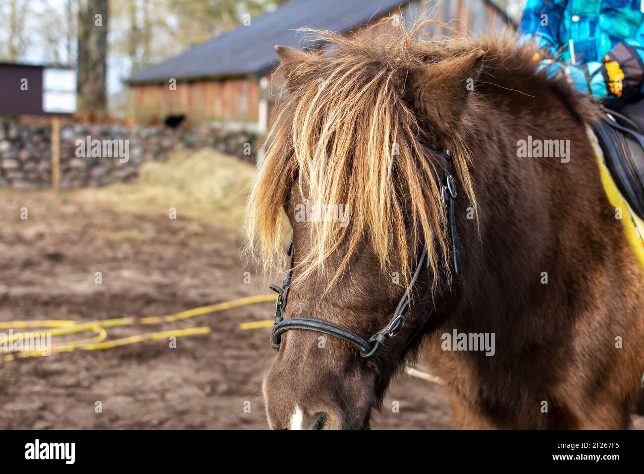 Portrait de poney brun avec une longue manie couvrant ses yeux. Nez et visage d'un poney brun. Banque D'Images