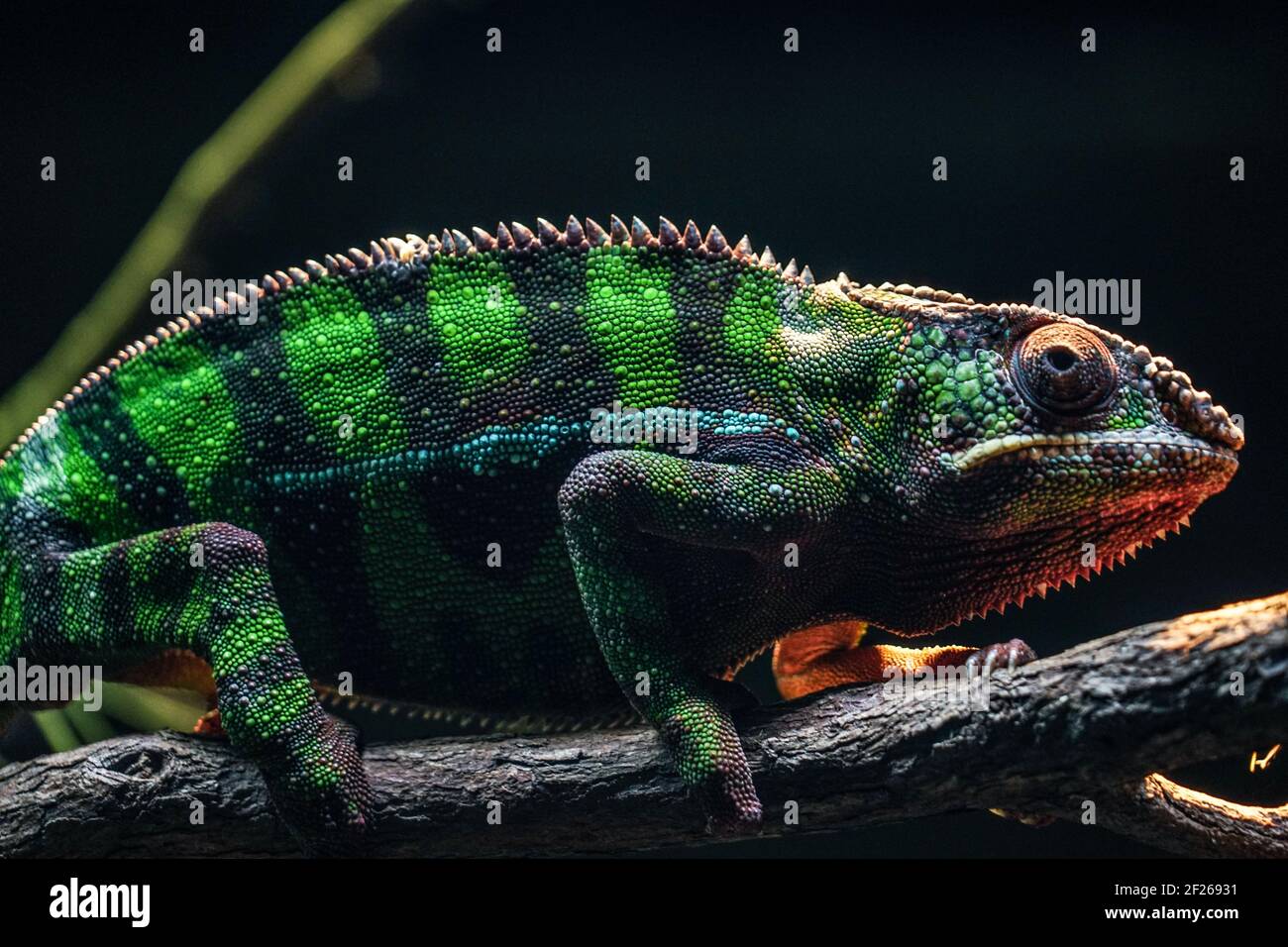 Chichuuka Lee caméléon se cache dans la jungle Banque D'Images