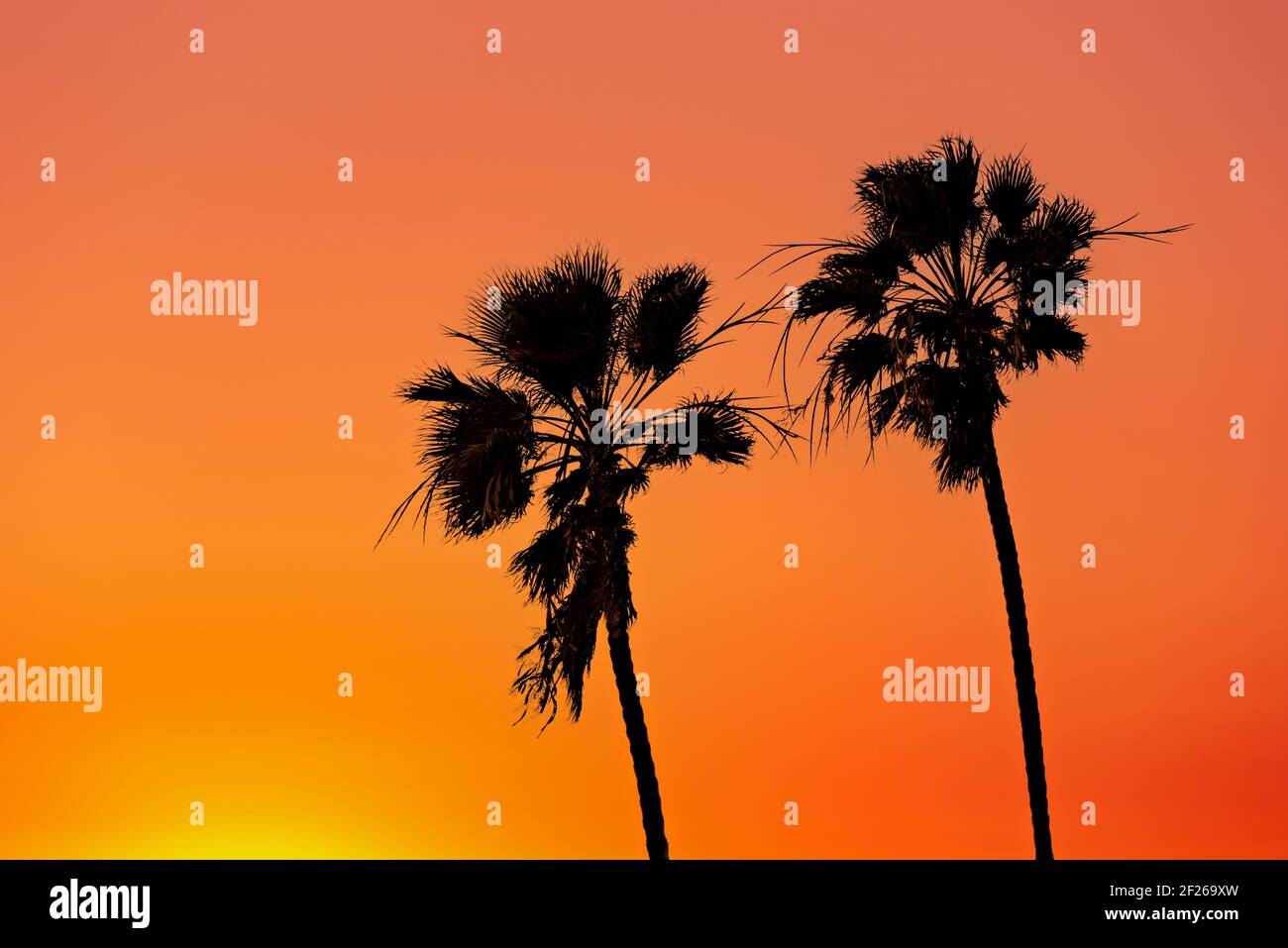 Palmiers en silhouette contre l'orange, et le ciel de coucher de soleil jaune. Banque D'Images