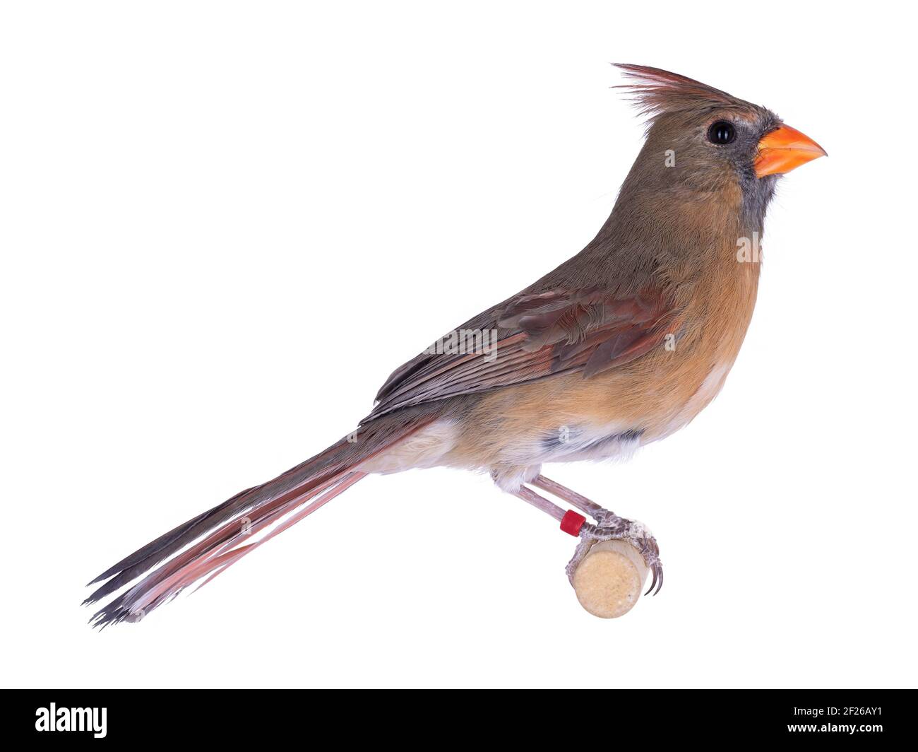 Oiseau de cardinal du Nord, alias Cardinalis cardinali, assis sur un bâton de bois. Isolé sur un fond blanc. Banque D'Images