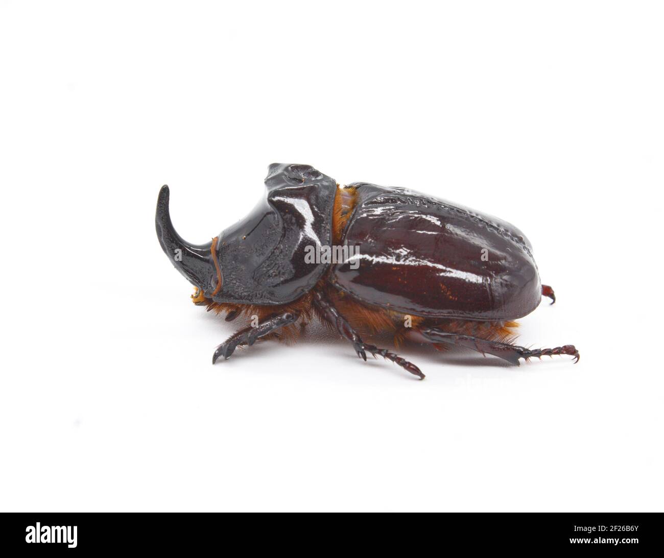 Coléoptère européen des rhinocéros (Oryctes nasicornis) sur fond blanc Banque D'Images