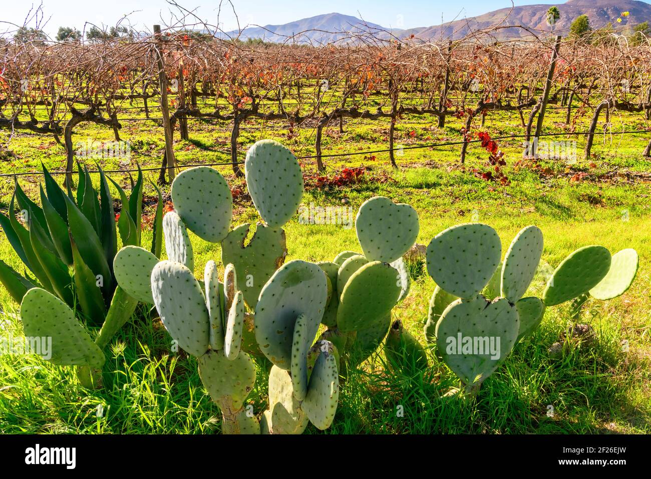 Vignobles de Valle de Guadalupe, Mexique avec cactus en premier plan, une des régions viticoles les plus importantes de la péninsule de Baja Banque D'Images