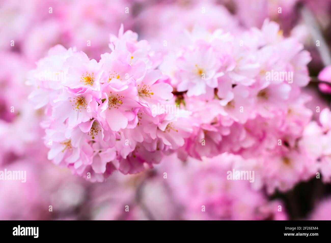 Branche de fleur de cerisier rose flou, fleurs de sakura Banque D'Images