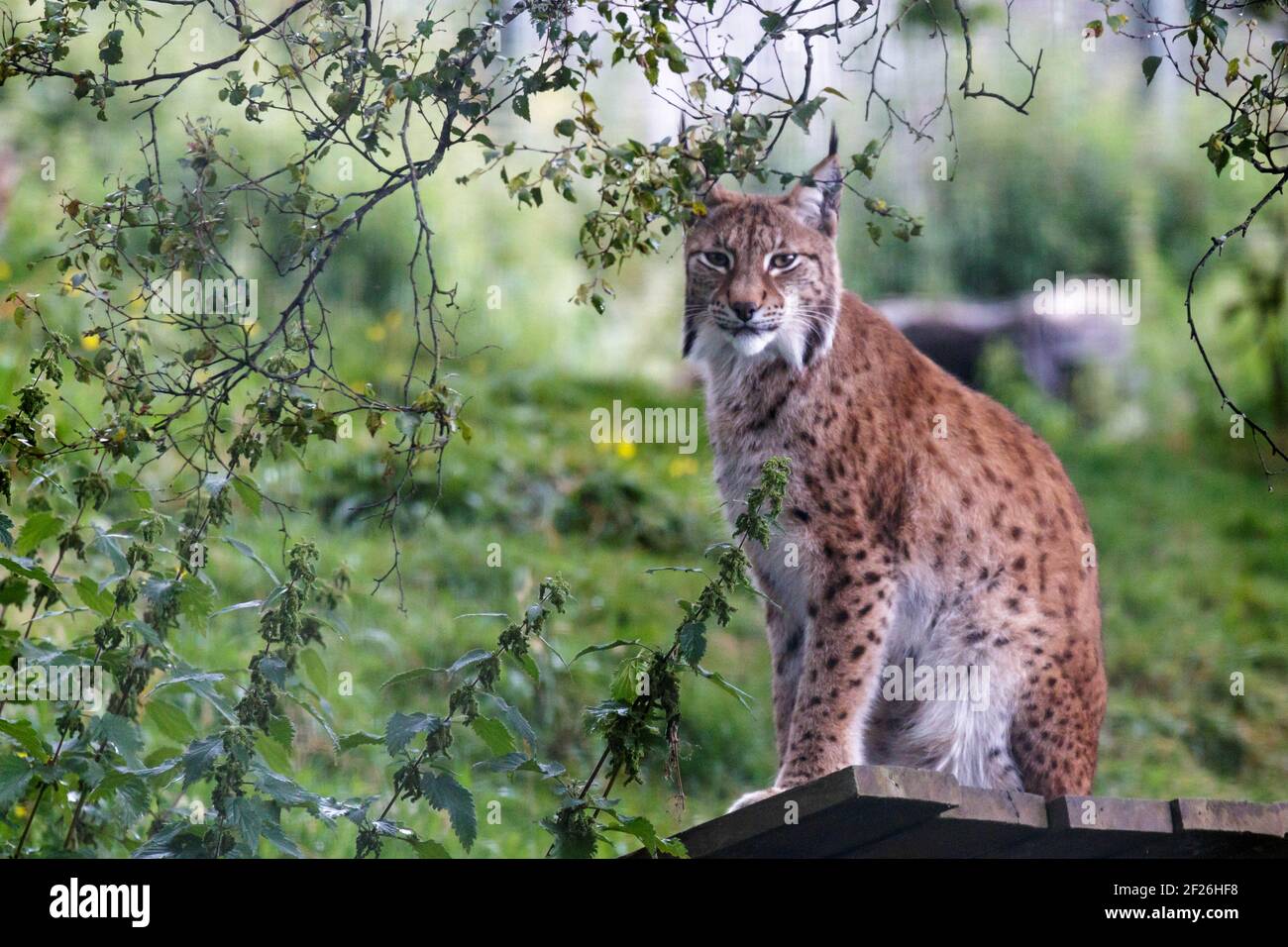 Le lynx (Felis lynx lynx) Banque D'Images