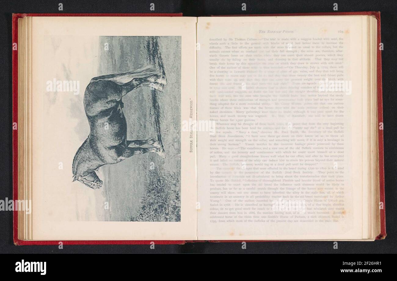 Production photo d'une peinture d'un cheval de chasse au Suffolk; Suffolk Stallion, 'Wedgewood' .. Banque D'Images