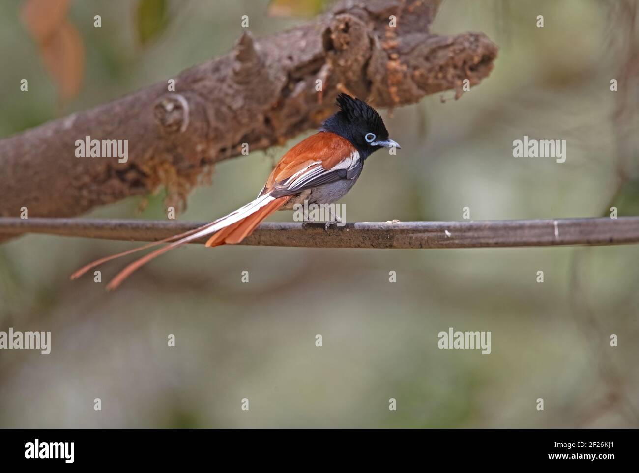 Paradis africain-flycatcher (Terpsiphone viridis) Homme adulte perché sur la ligne électrique Éthiopie Avril Banque D'Images