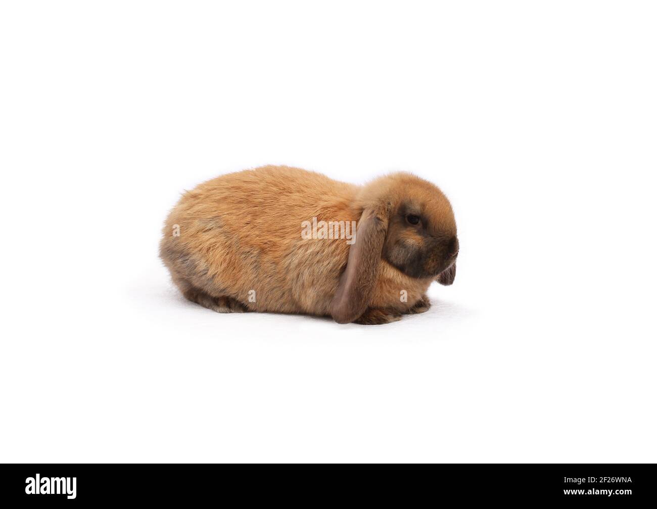 Lapin de race mouton français couleur madagascar sur tissu blanc contre arrière-plan blanc Banque D'Images