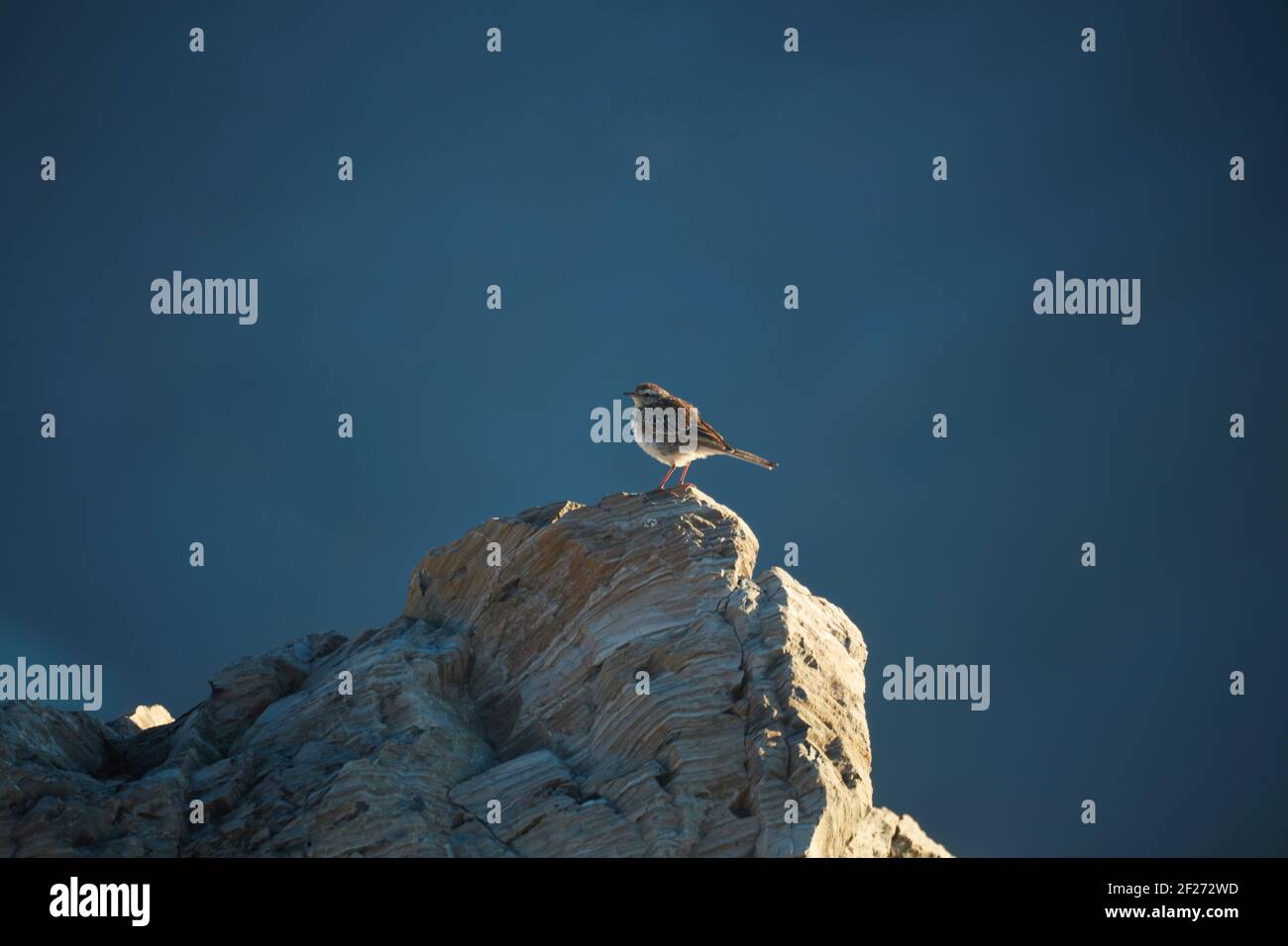 Pipit de Nouvelle-Zélande (Anthus novaeseelandiae) sur la roche, Sealy Range, Aoraki / Parc national du Mont Cook, Île du Sud, Nouvelle-Zélande Banque D'Images