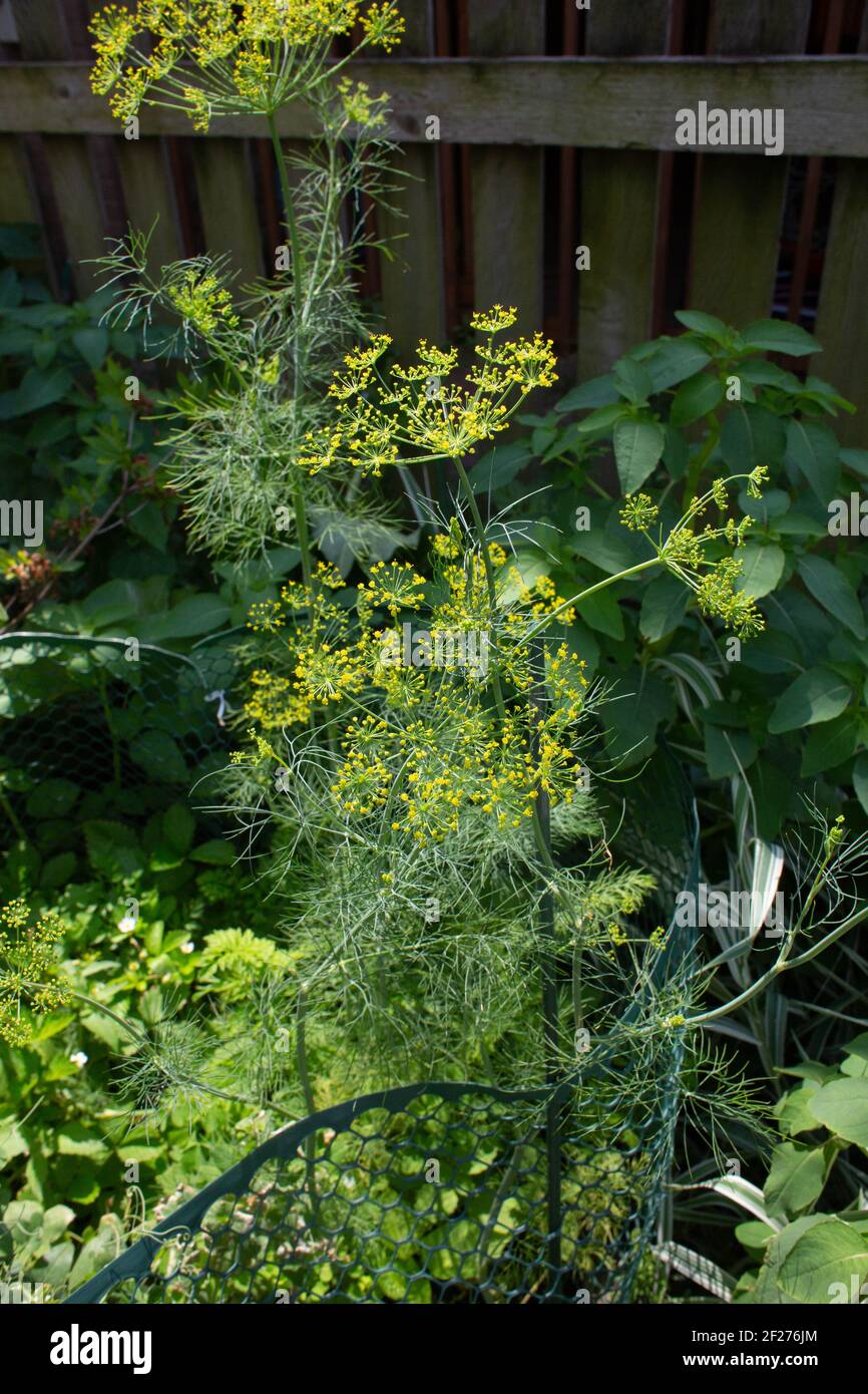 L'aneth fleurit dans un jardin de légumes dans une cour urbaine Banque D'Images