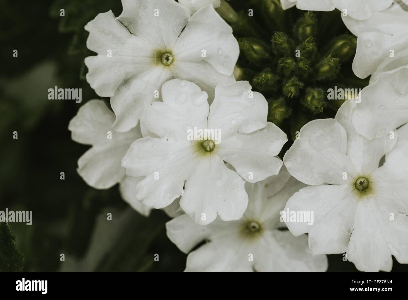 Gros plan de délicates fleurs de verveine blanche Photo Stock - Alamy