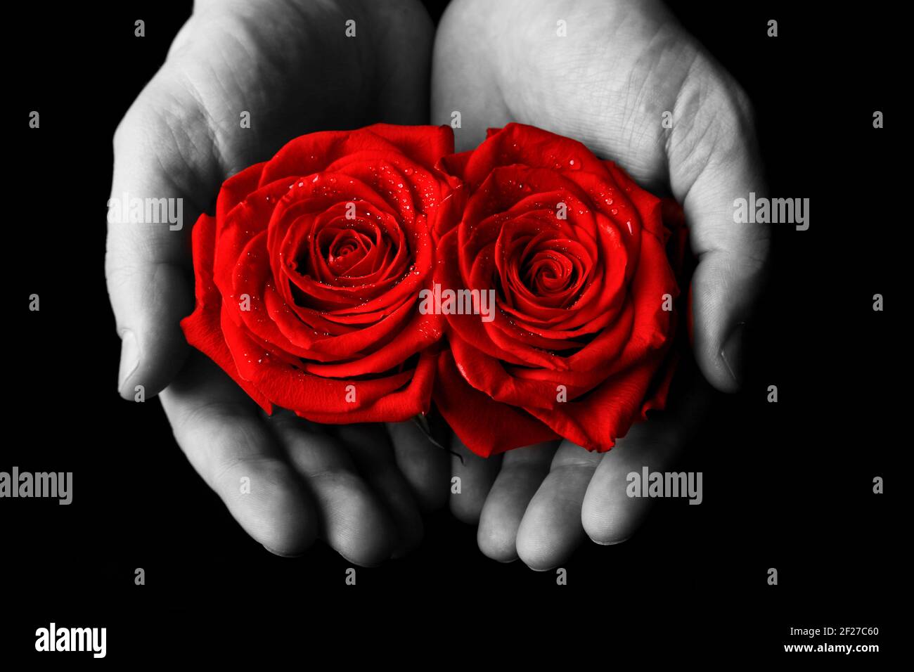 Belle rose rouge. Félicitations pour la Saint-Valentin Photo Stock - Alamy