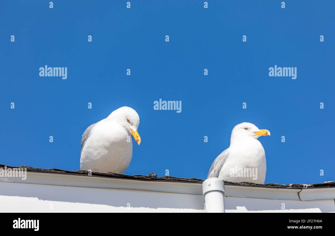 Paire de mouettes debout sur un toit avec un brillant ciel bleu derrière eux Banque D'Images