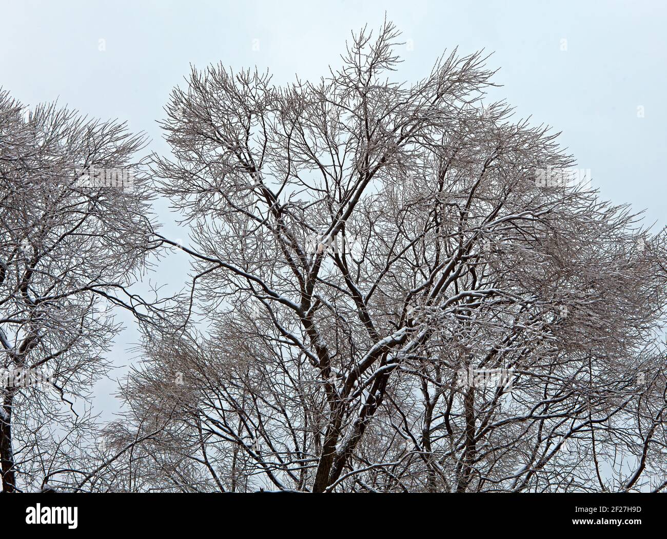 Sur la glace et de la neige sur une branche après une giboulée en banlieue de Moscou Banque D'Images