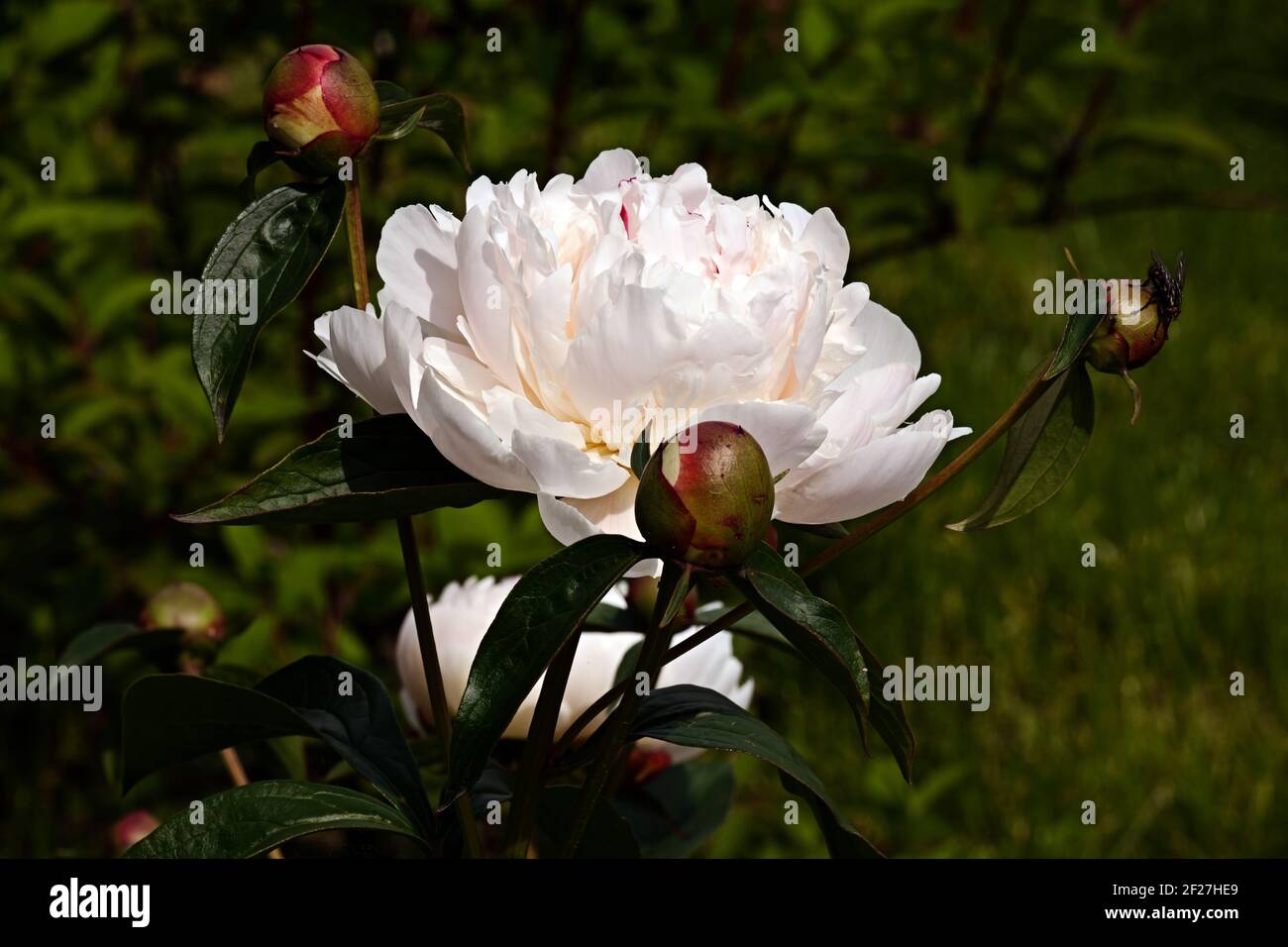 Fleur de pivoine blanche Banque D'Images