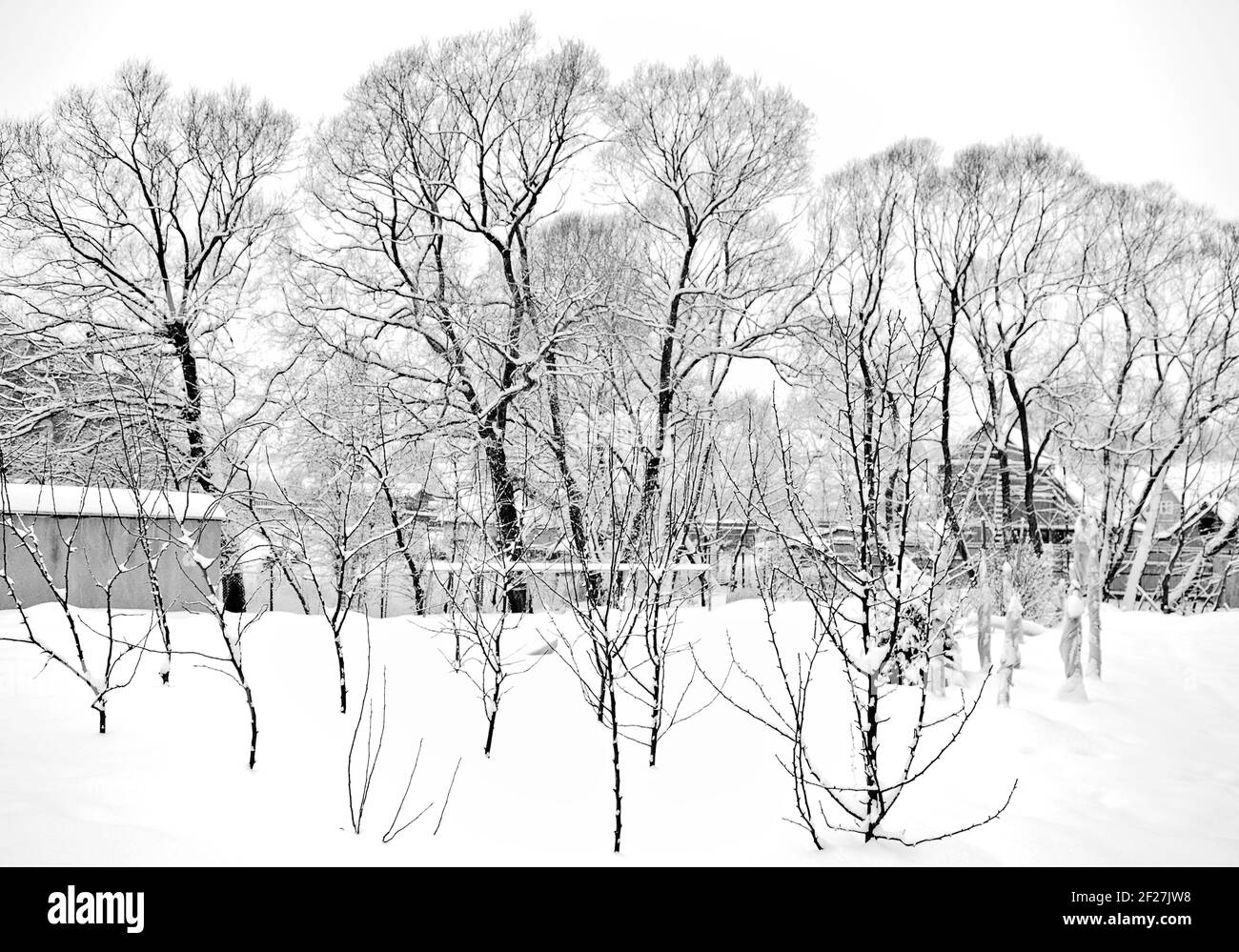 Soirée d'hiver dans un bois. Janvier dans la banlieue de Moscou. Banque D'Images