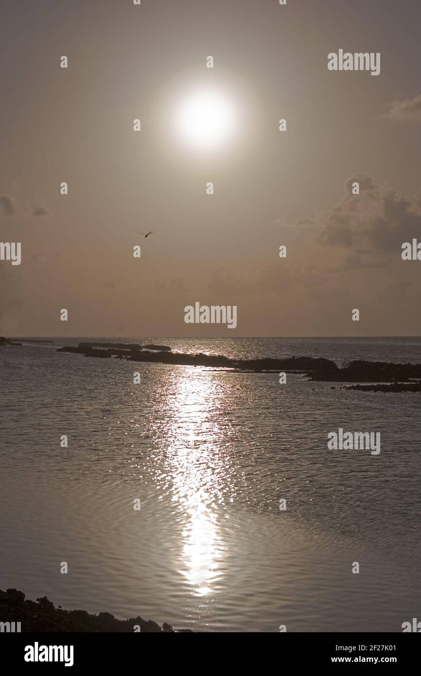 Libellule sur un coucher de soleil au-dessus de l'océan Banque D'Images