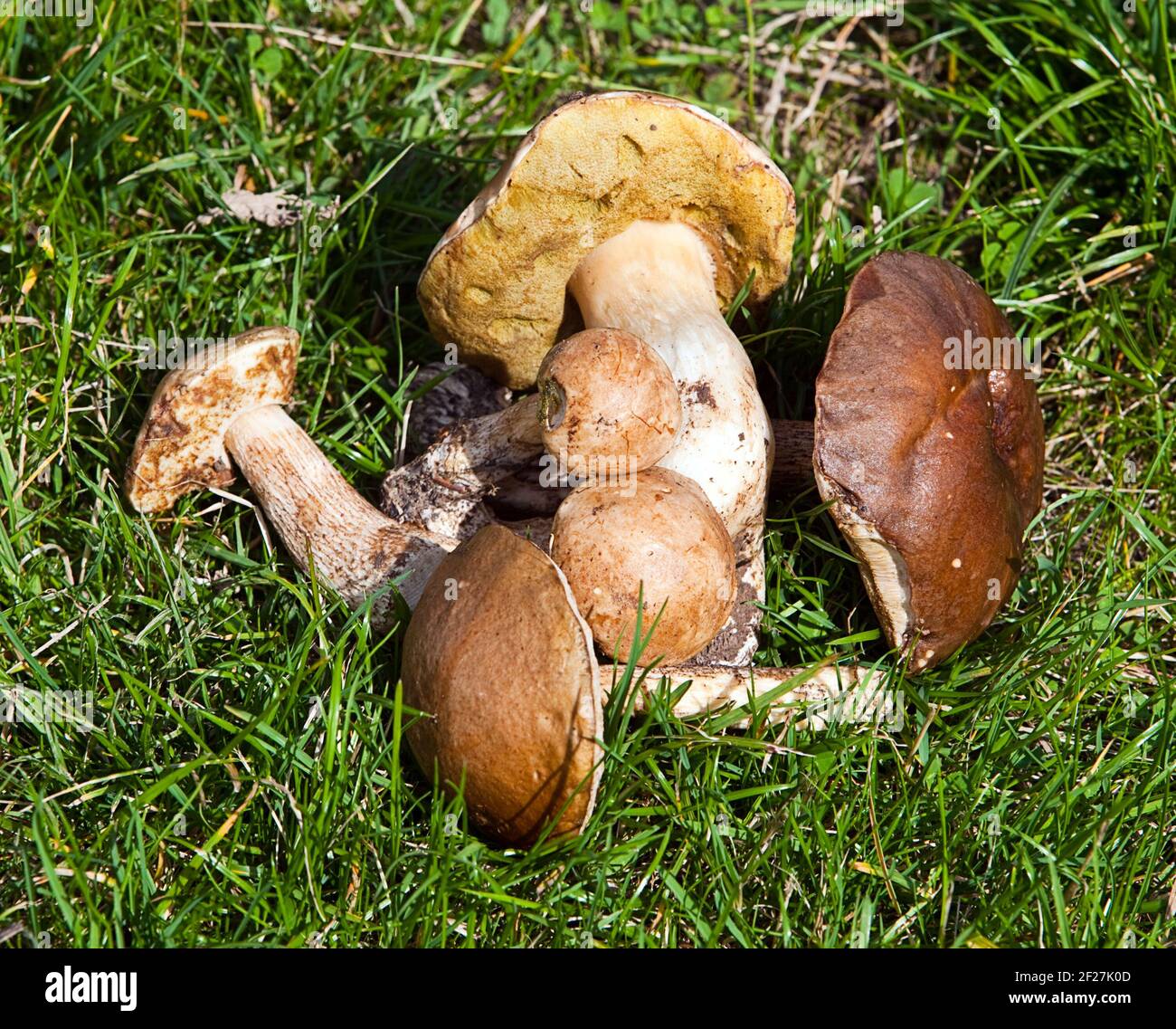 Petit groupe de champignons sur une herbe Banque D'Images