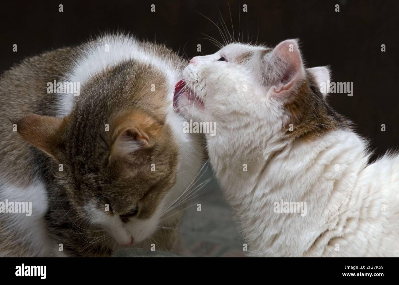 La Tendresse Du Chat Photo Stock Alamy La Tendresse Du Chat Photo Stock Alamy