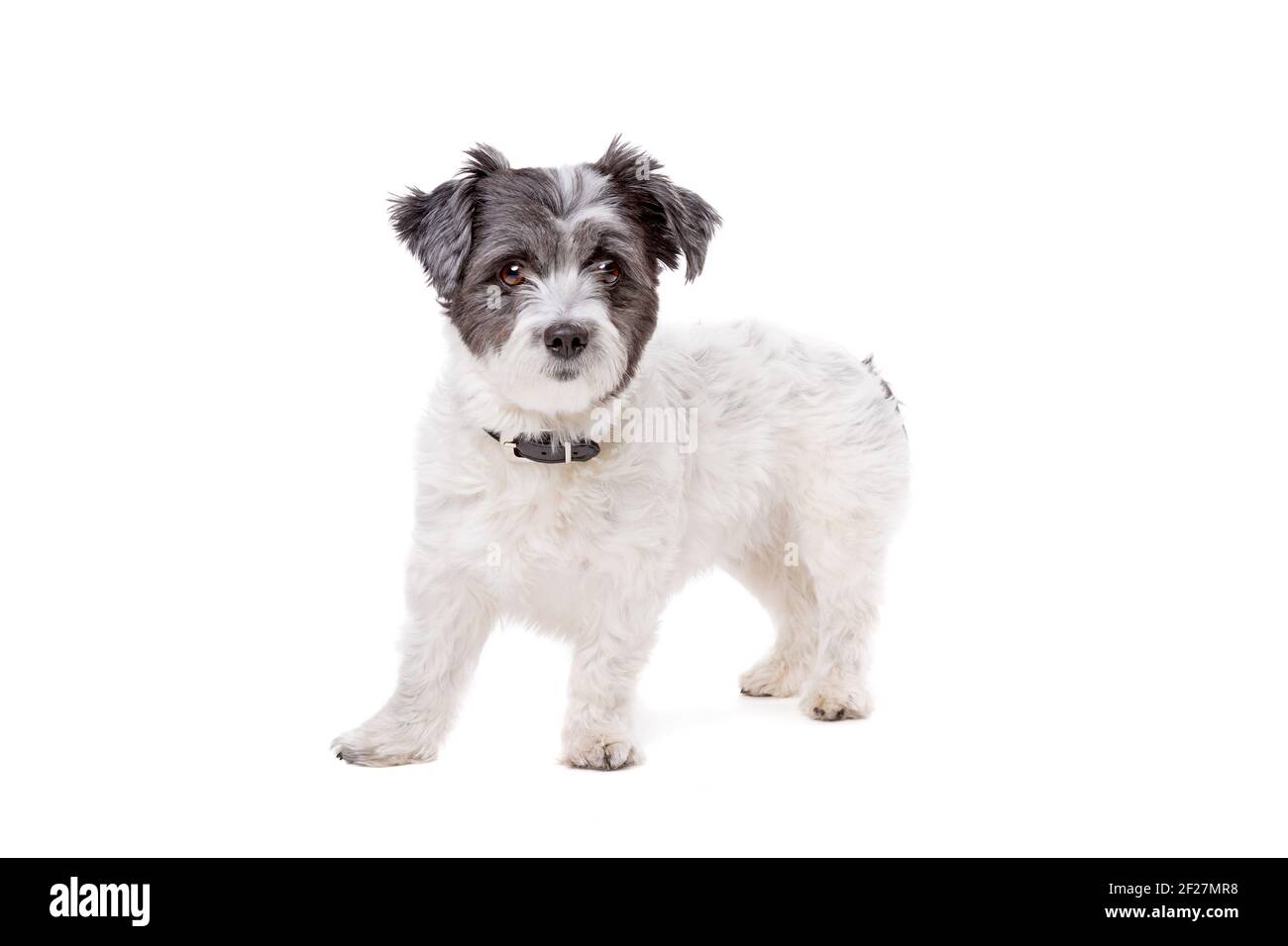 Petit chien à poil blanc et gris Banque D'Images