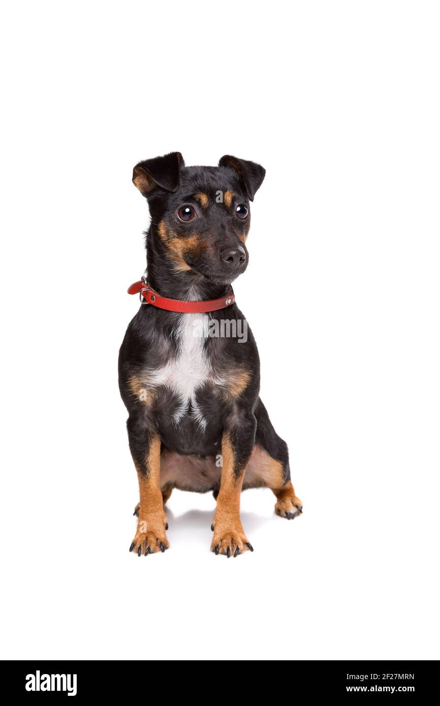 Black tan jack russell terrier Banque de photographies et d'images à haute  résolution - Alamy