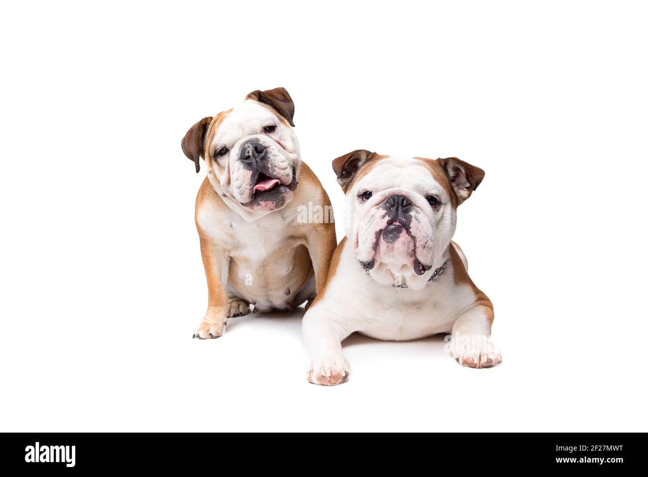 Deux buldogs anglais Banque D'Images