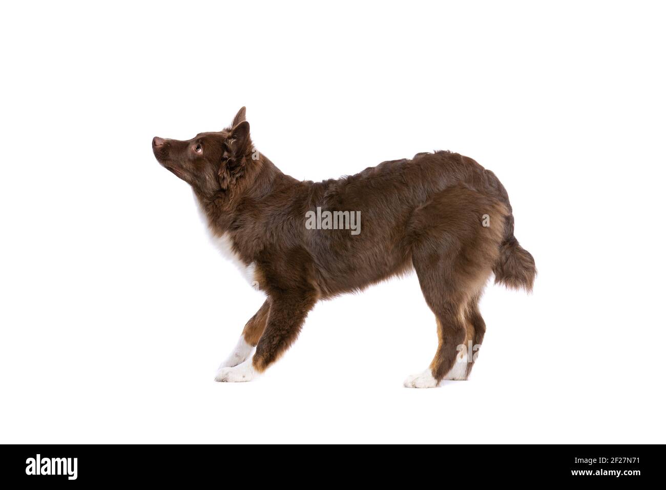 Chien de berger américain miniature rouge Banque D'Images