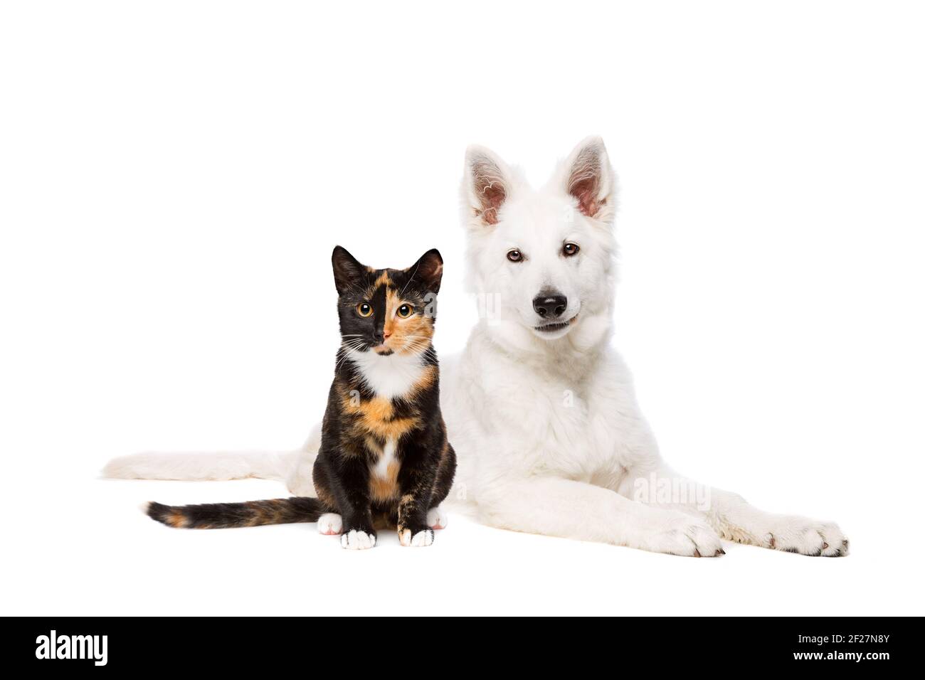 Chat et chiot blanc Banque D'Images