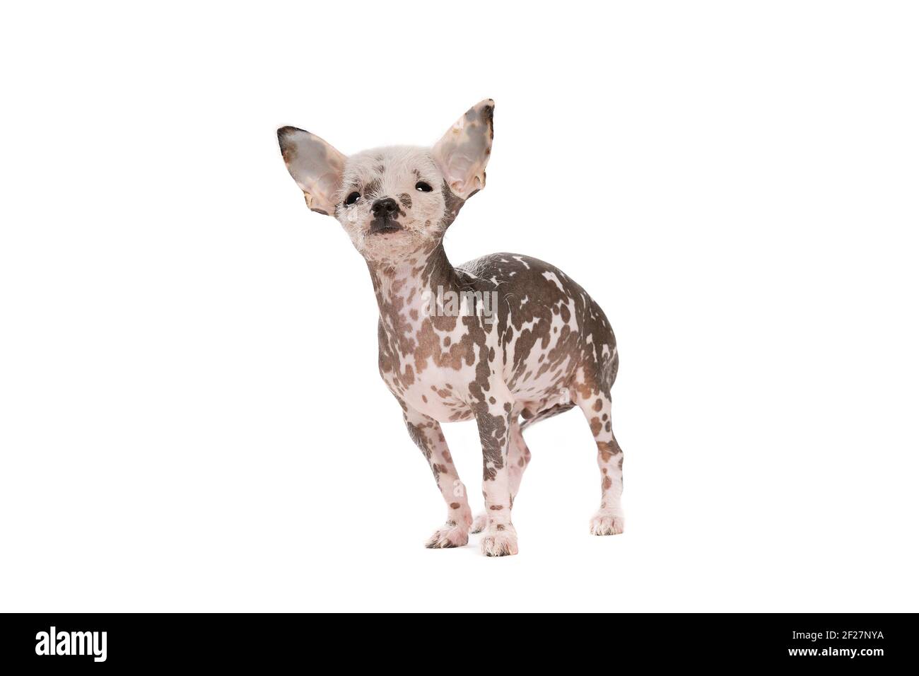 Chiot chinois à crête Banque D'Images