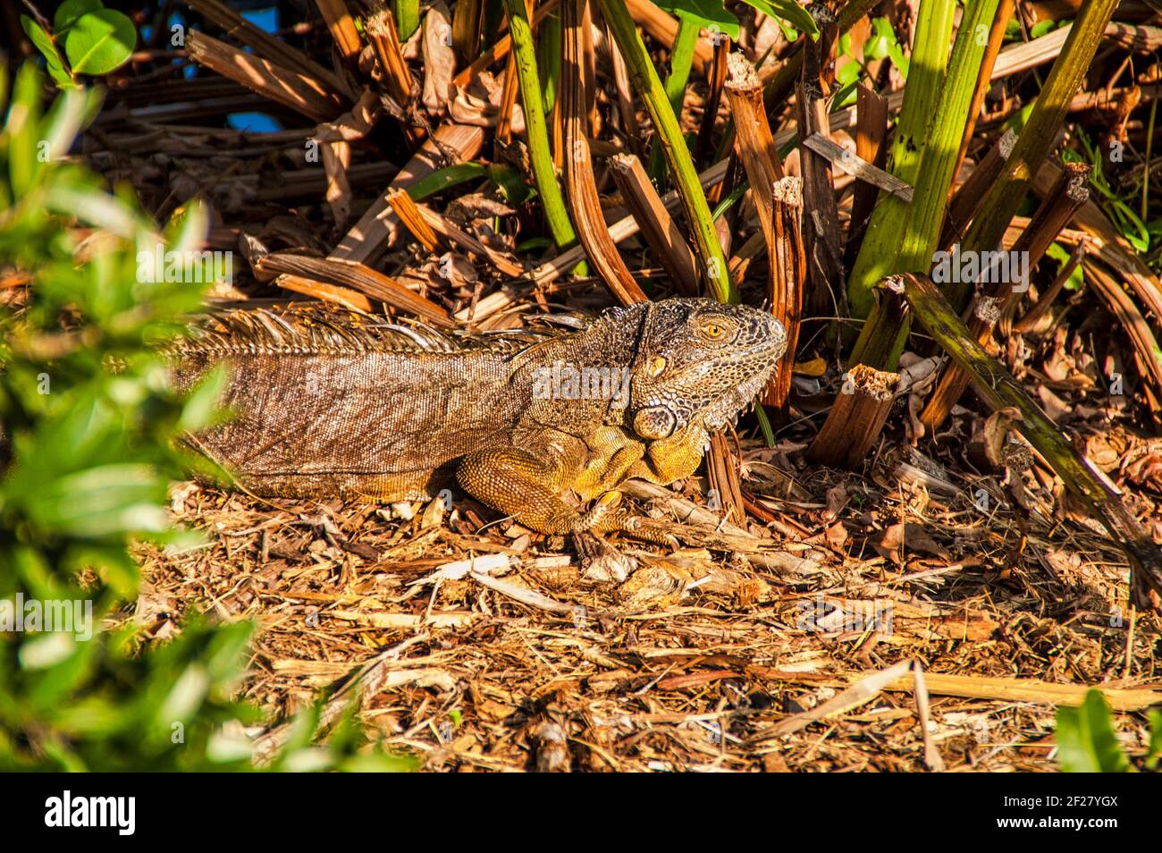 Iguana, une espèce envahissante, trouvée au jardin botanique tropical Fairchild à Miami, en Floride. Banque D'Images