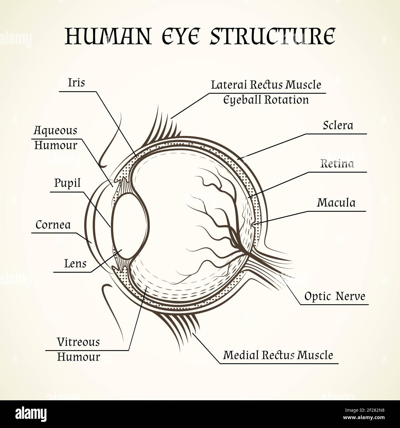 Structure vectorielle de l'œil humain. Anatomie et médecine, iris et pupille, lentille et macula, humour aqueux Illustration de Vecteur