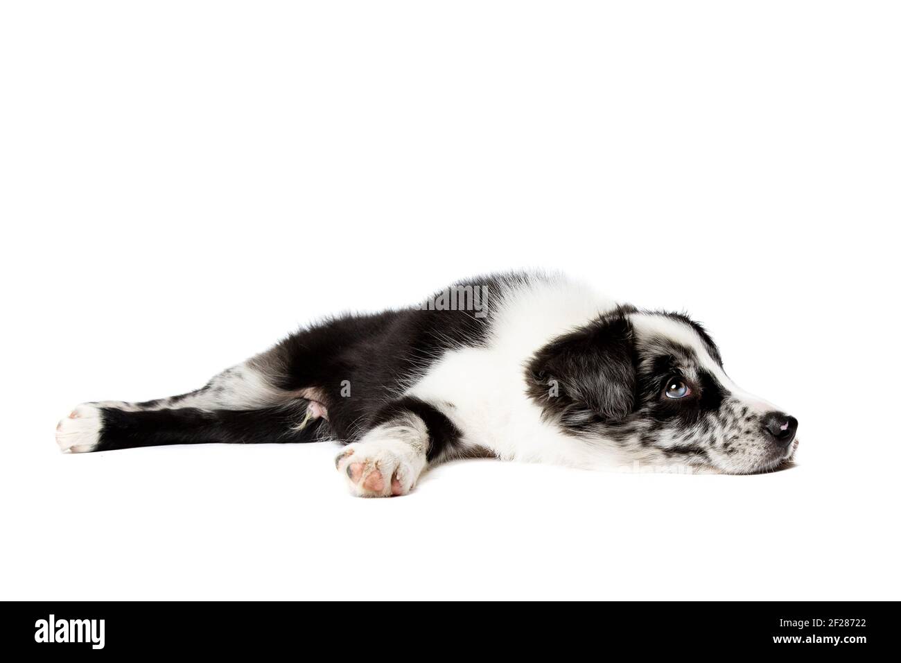 Border collie chiot chien Banque D'Images